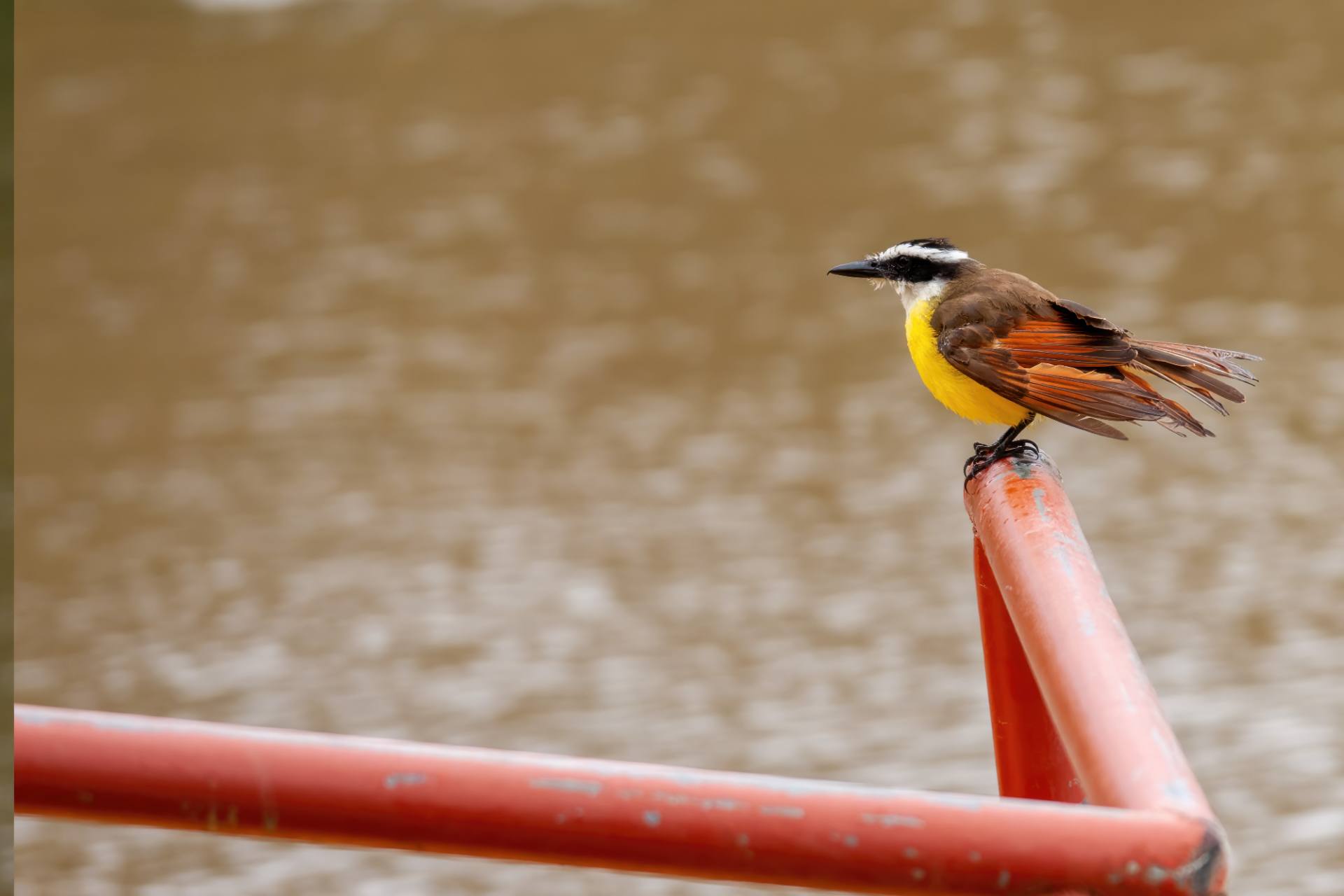 Schwefelmaskentyrann (Pitangus sulphuratus), auch Schwefeltyrann genannt